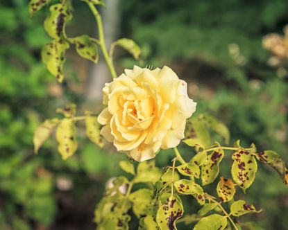 Yellow rose infected with black spot