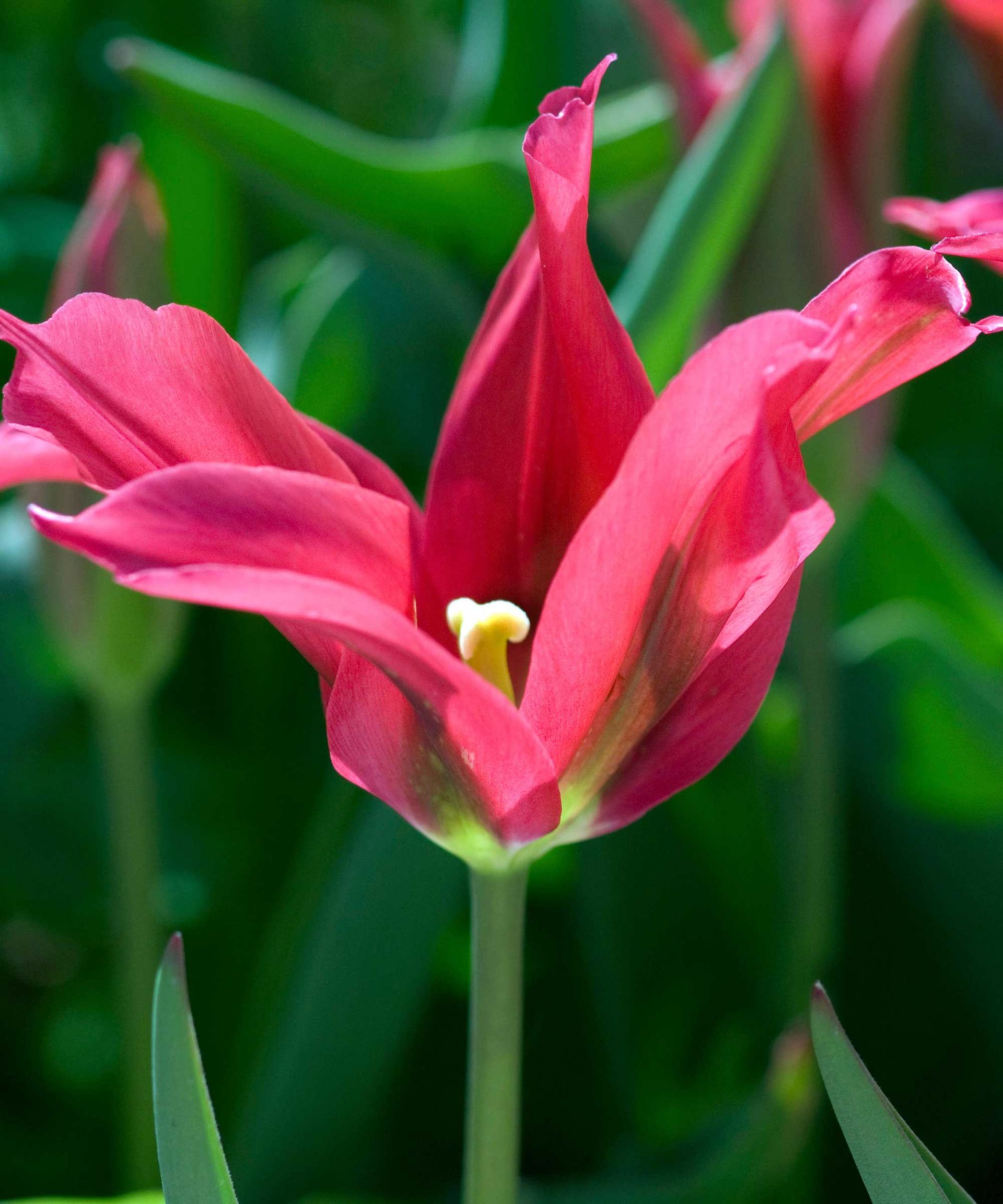 how-and-when-to-plant-tulip-bulbs-expert-advice-gardeningetc