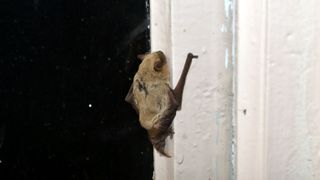 bat crawling up window frame