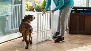 Woman letting dog through baby gate