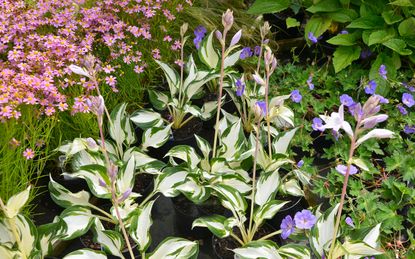 Hostas in a fall garden