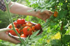 picking ripe tomatoes