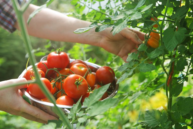 picking ripe tomatoes