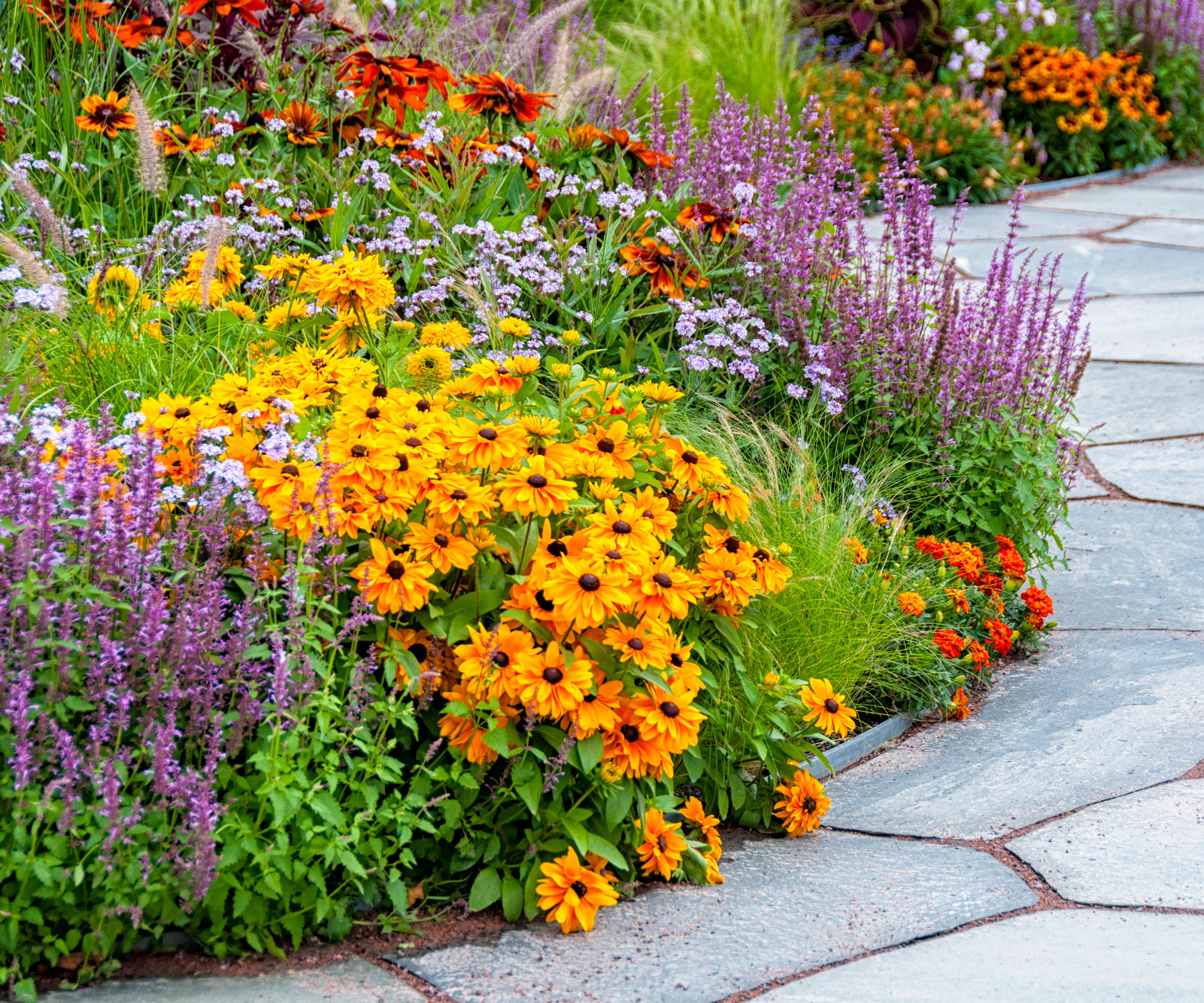 yellow rudbeckia plants in border planting near salvia and helenium