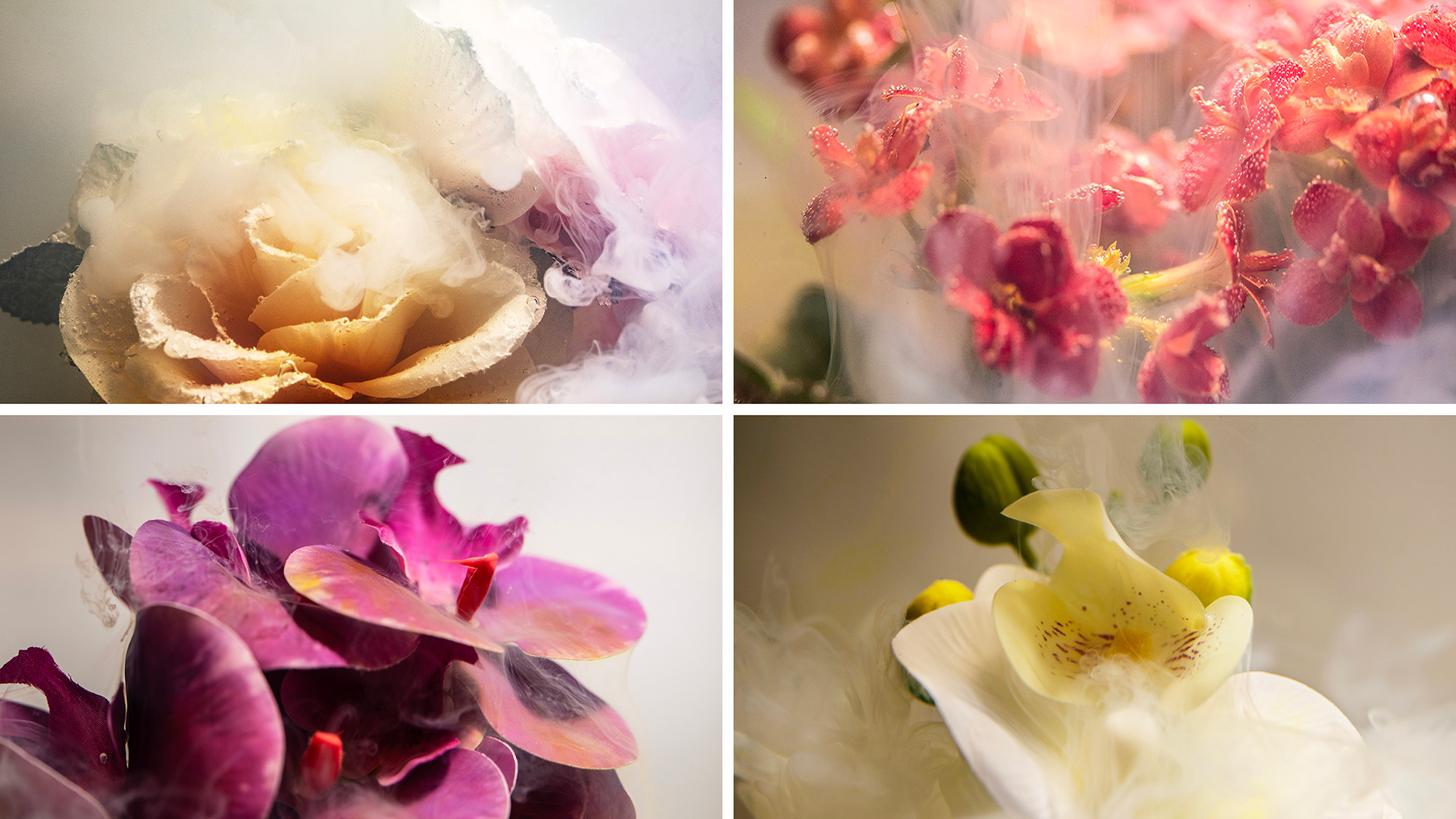 Four images of flowers submerged in water, with milk and food coloring added to create an abstract effect 