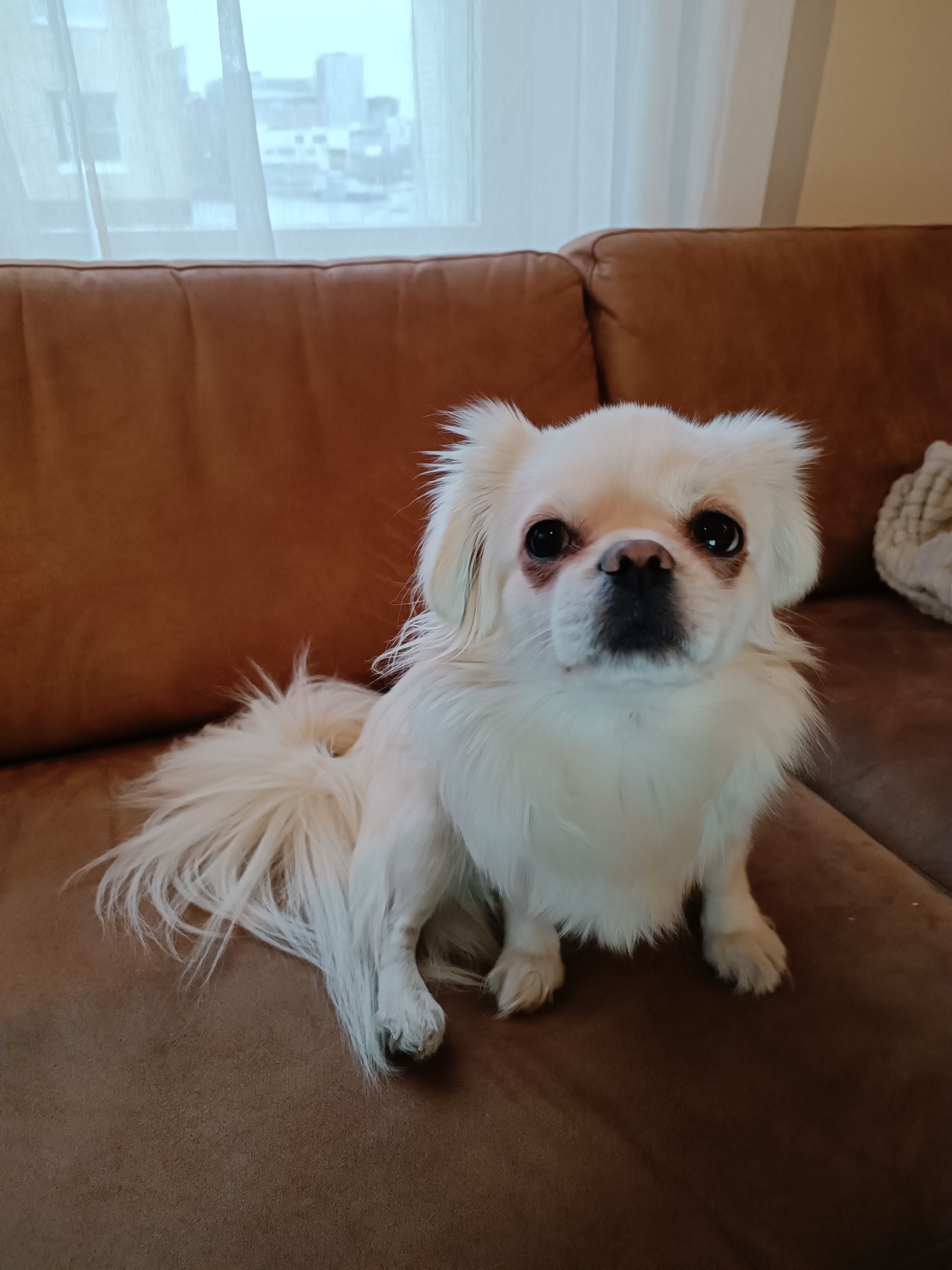 Xiaomi 11T camera sample