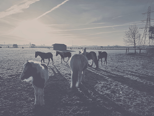 Waiting for breakfast at World Horse Welfare&rsquo;s Penny Farm