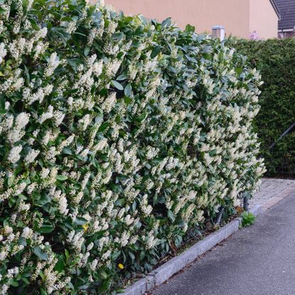 Cherry laurel hedge with lots of white flowers
