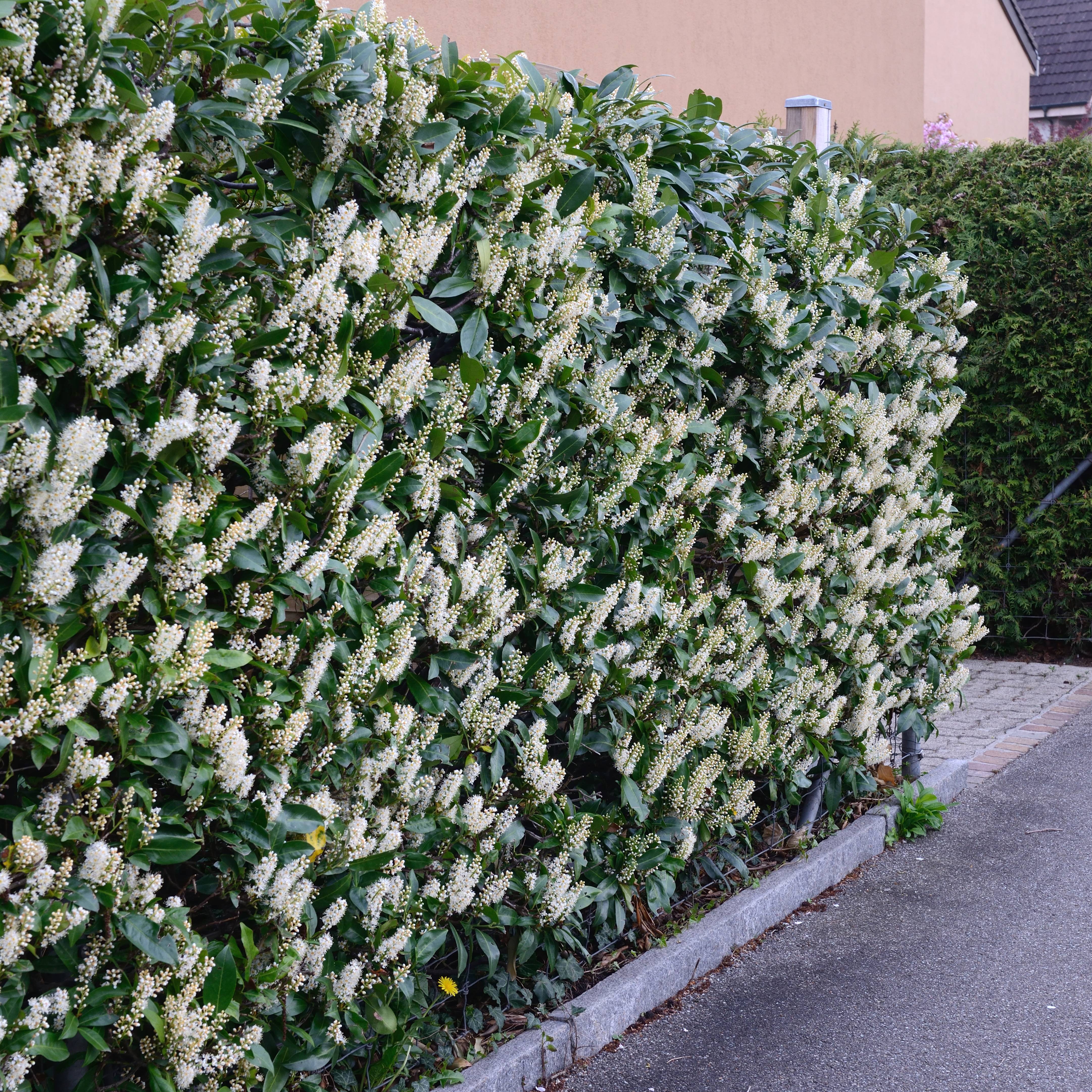 Cherry laurel hedge with lots of white flowers