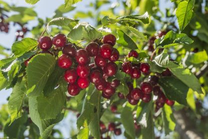 cherry fertilizer