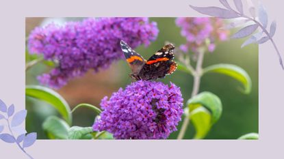 Thriving Buddleia bush with a butterfly to support an expert guide on how to prune buddleia (also know as Buddleja)