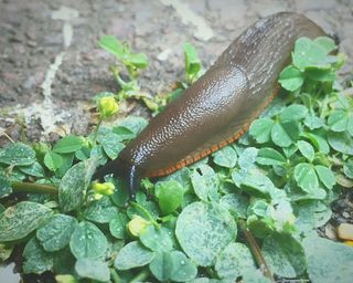 slug on clover leaves