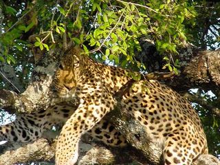 leopard, fun facts, kruger park