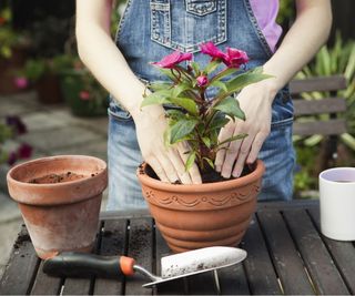 Flower in pot