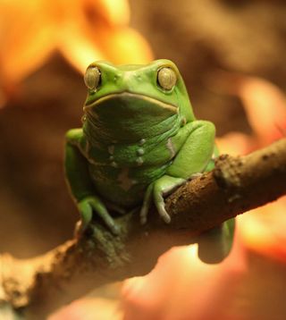 A waxy monkey tree frog sitting on a branch.