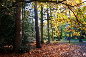 Winkworth Arboretum, autumn walk