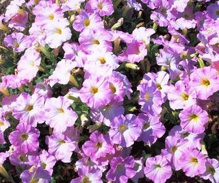 Petunia Grandiflora Lavender Storm in bloom with masses of pink flowers