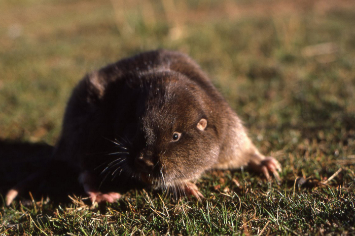 Ctenomys lewisi inhabits a small area