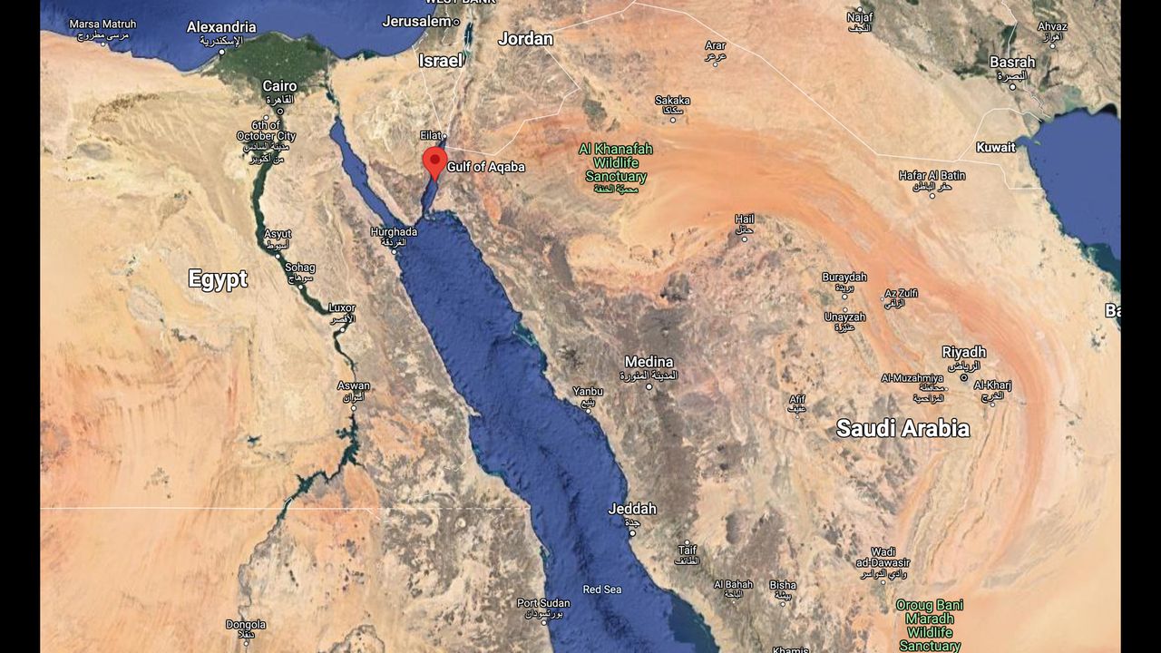 The OceanX crew saw the purpleback flying squid in the Gulf of Aqaba, in the Northern Red Sea.