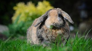 Rabbit noises explained - a rabbit in the garden