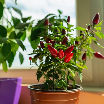 Overwintering peppers indoors