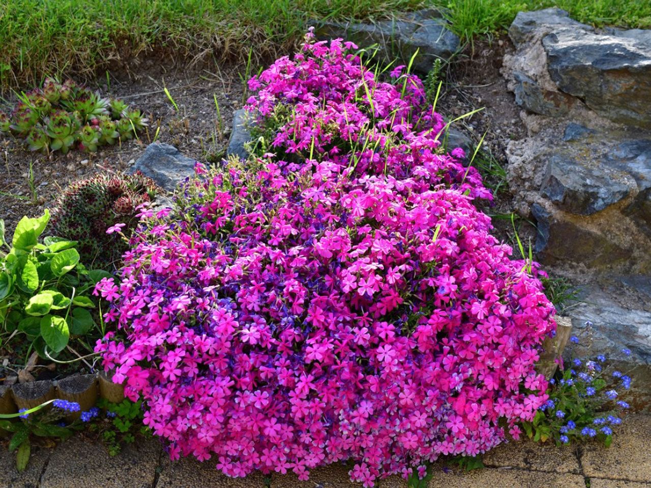 Rock Garden With Pink Purple And Blue Flowers