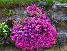 Rock Garden With Pink Purple And Blue Flowers