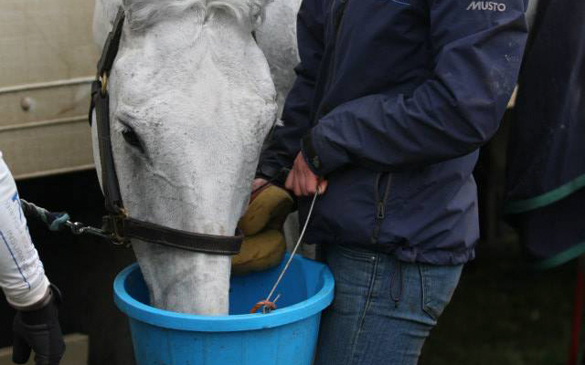 Settling-your-horse_KBIS