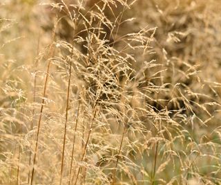 tufted hair grass – Deschampsia cespitosa