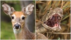 close up of a white-tailed deer and a diamondback rattlesnake with its mouth wide open 