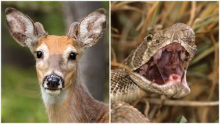 close up of a white-tailed deer and a diamondback rattlesnake with its mouth wide open 