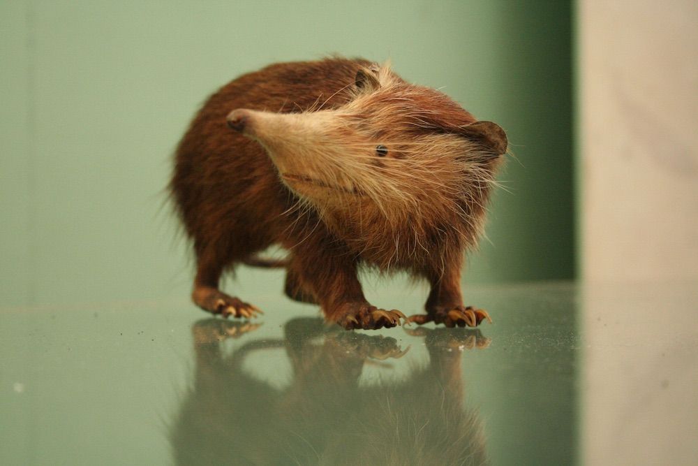 Solenodon mammal