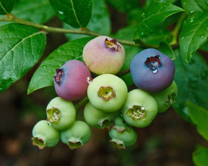 When to prune a blueberry bush: how to look after it | Homes & Gardens