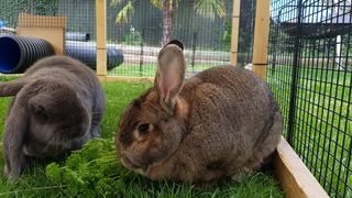 Do’s and don’ts of feeding rabbits