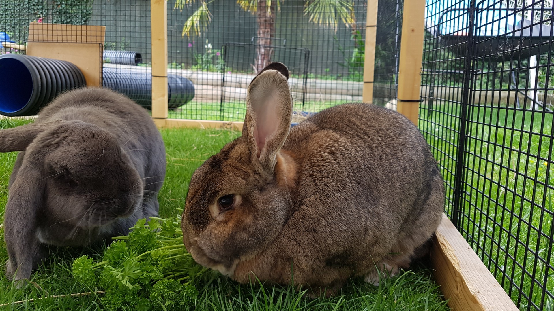 five-do-s-and-don-ts-of-feeding-rabbits-correctly-petsradar