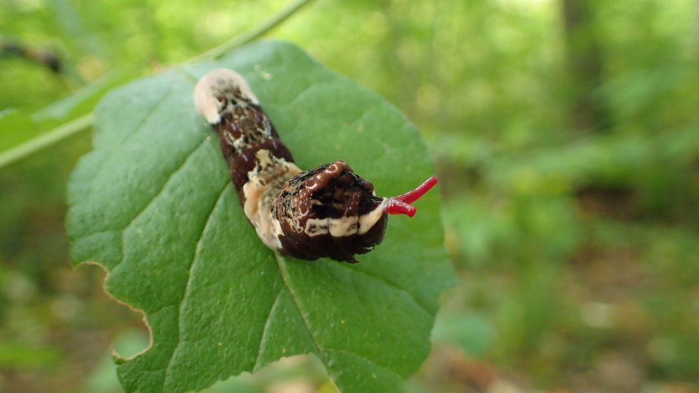 Caterpillar