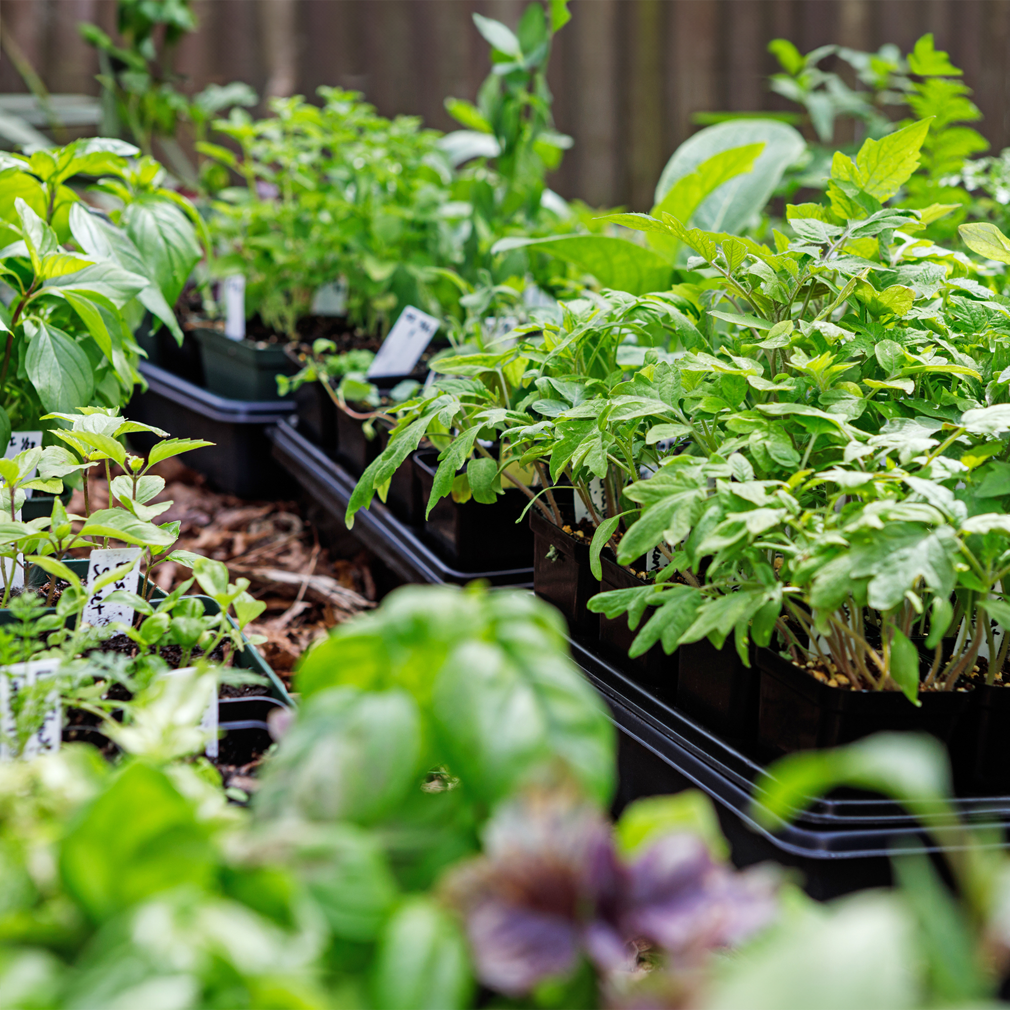 Hardening off seedlings in garden