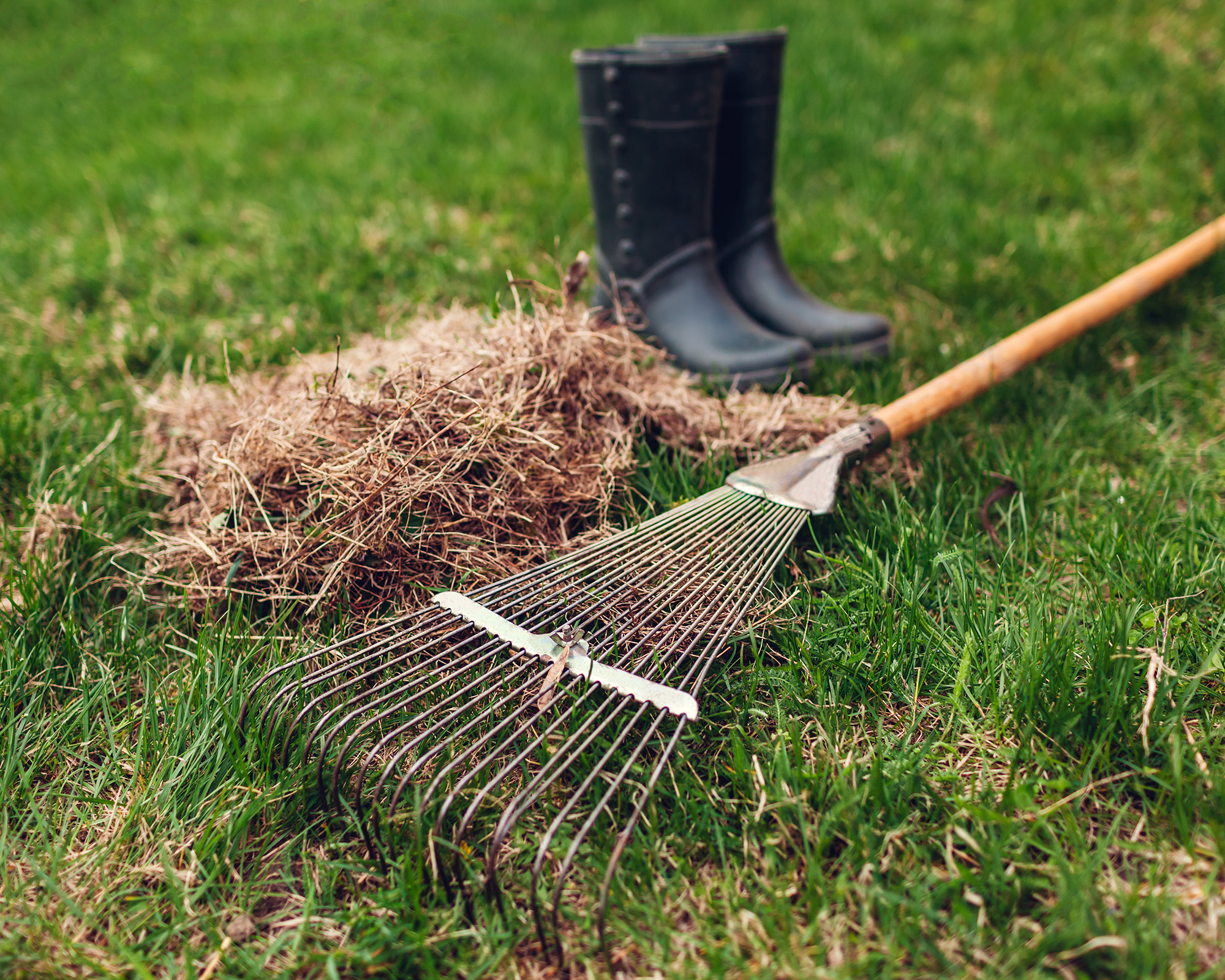 Rake and boots on lawn with pile of dead matter