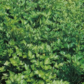 French flat parsley / Petroselinum crispum 'French' from Waitrose Garden