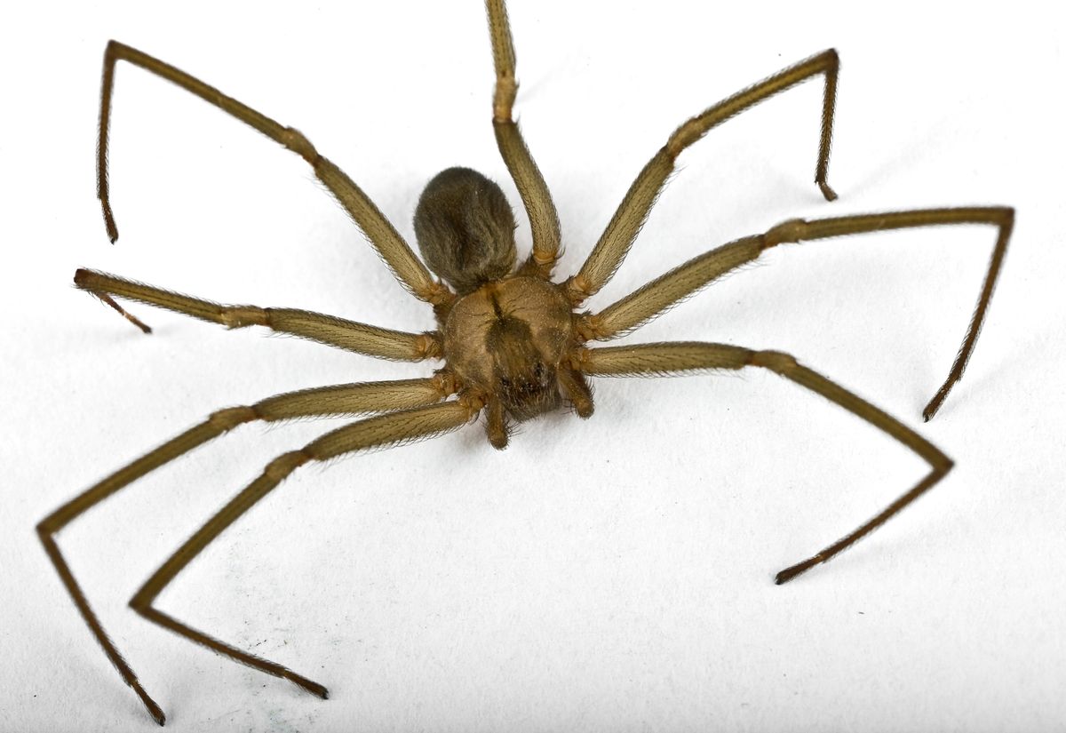 brown-recluse-spider-bites-pain-peaks-after-24-hours-live-science