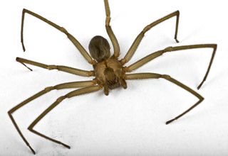 A brown recluse spider