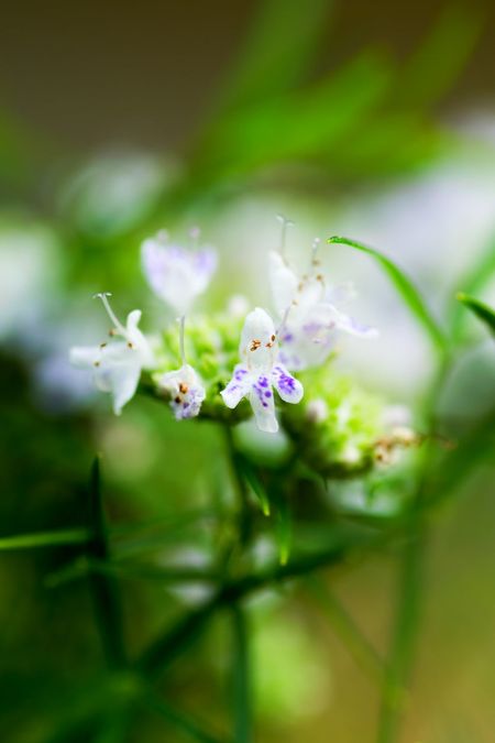 virginia mountain mint