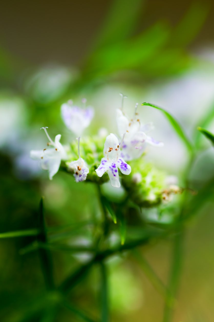 Mountain mint. Местные цветы. Горная мята трава. Кроличья мята растение. Вирджиния минт.