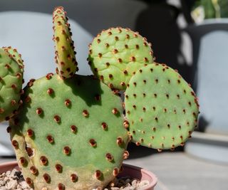 Prickly pear cactus growing in a pot