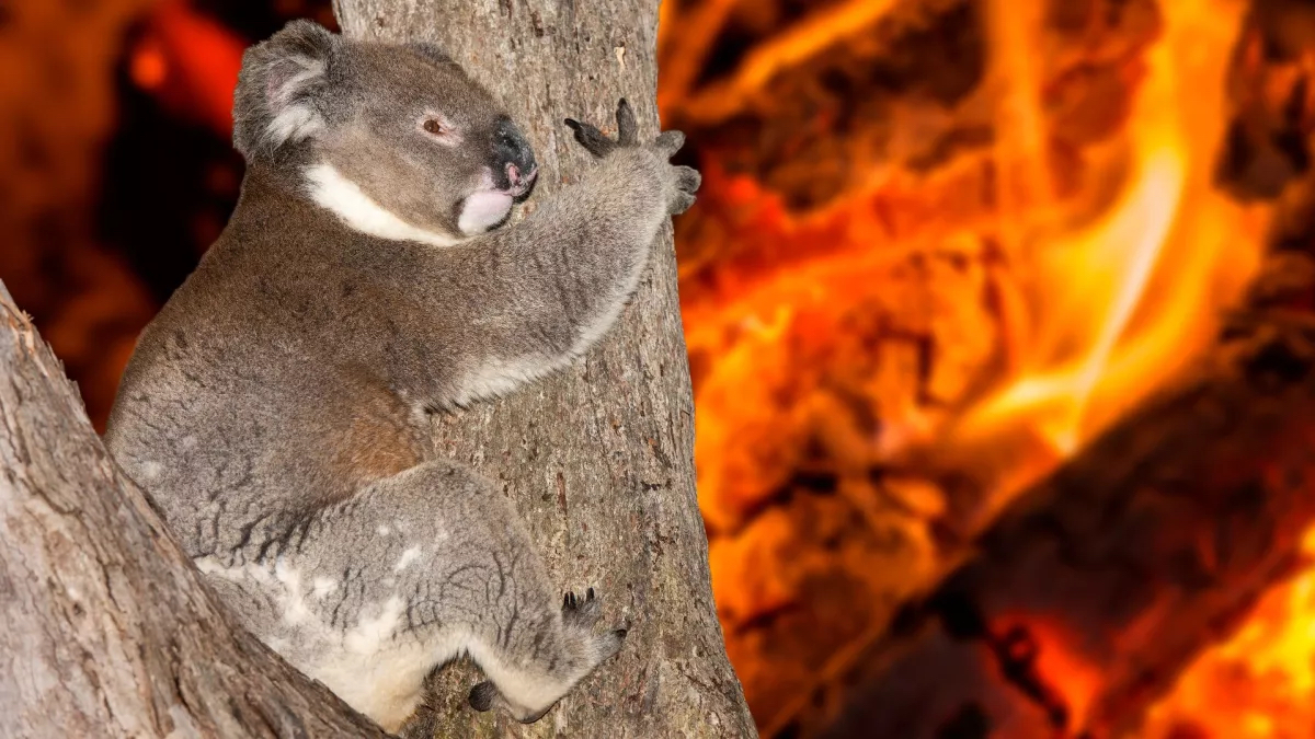 Yelling, crying koala clutching to a tree as a bush fire burns in the background.