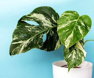 Monstera Borsigiana in a white pot against a blue background