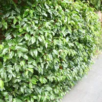 Portuguese laurel |  from £25.99 at Crocus