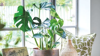 Monstera houseplant in pot next to window with green and white leaf pattern cushion