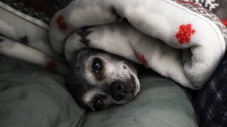 Chihuahua in blanket burrow