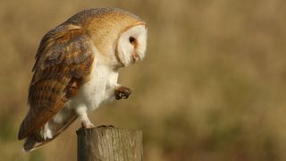 Owl sitting on a fence